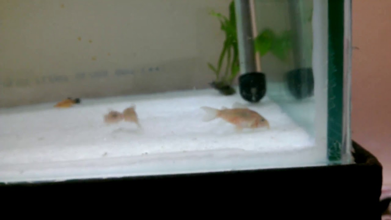 Corydora Bronze Holding Eggs YouTube