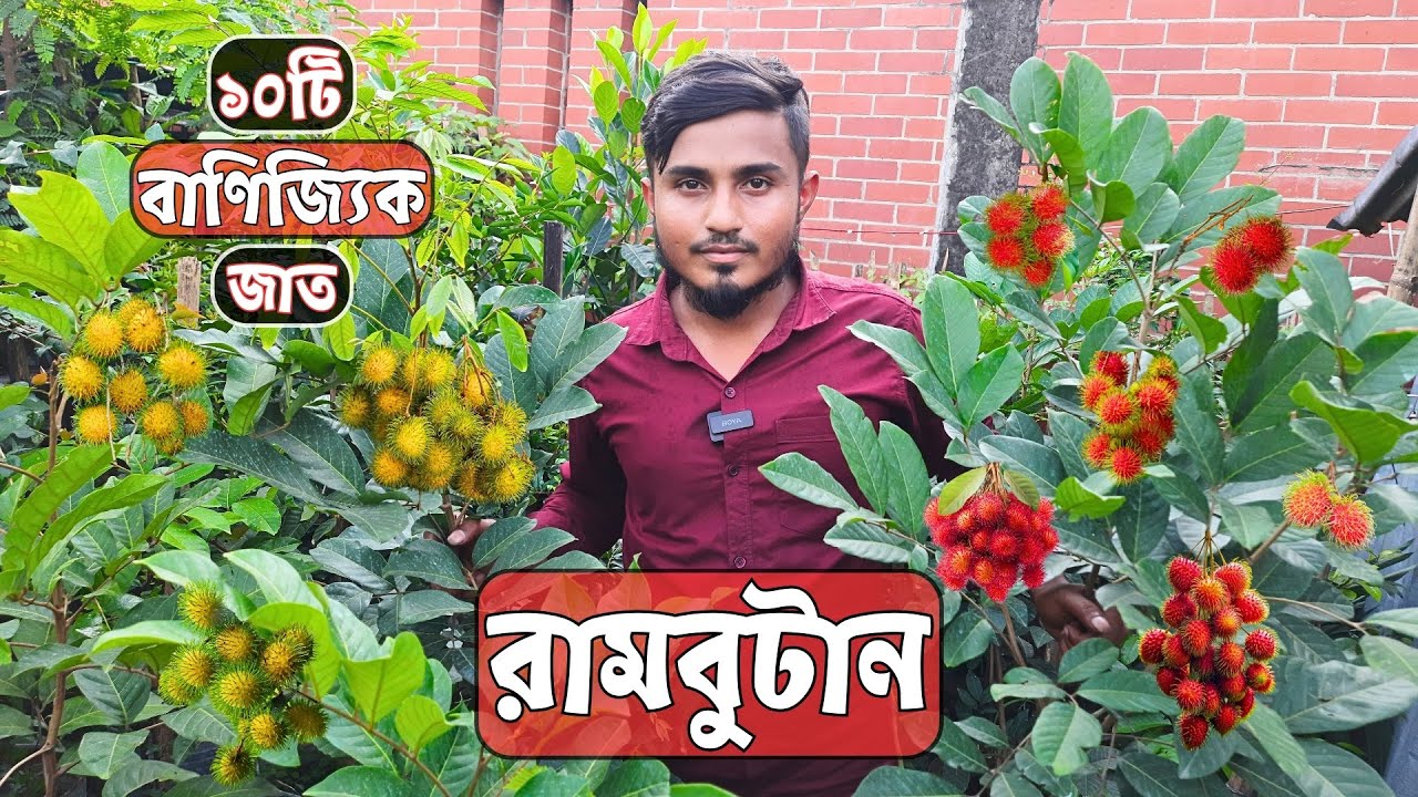 রামবুটান ১০টি জাত মামনি নার্সারিতে | Rambutan | Gardening Bangladesh