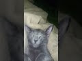 te amo el BARBAS GATO