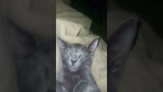 te amo el BARBAS GATO