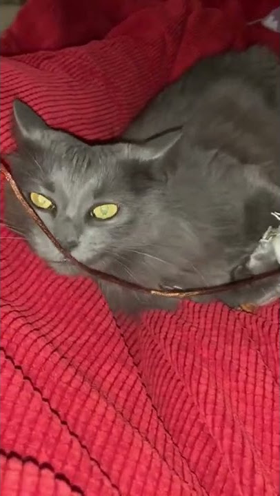 Morning entertainment #catvideos