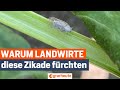 Ernte in Gefahr: Diese Zikade bringt Bauern an den Rand der Verzweiflung
