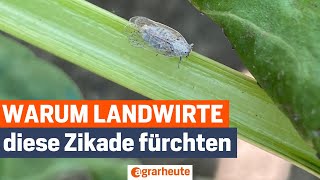 Ernte In Gefahr Diese Zikade Bringt Bauern An Den Rand Der Verzweiflung