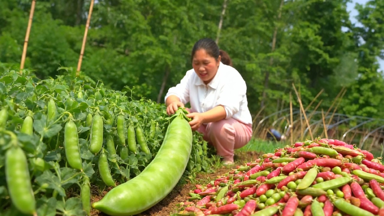 小菜园物产丰富，胖妹一口气腌20斤糖蒜，配上大洋减脂餐，吃过瘾 【陈说美食】