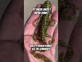 🦎🔥DIESEL BAITS Diesel Dawg soft plastic fishing lure! #fishing #lizard #shorts #fishingvideo