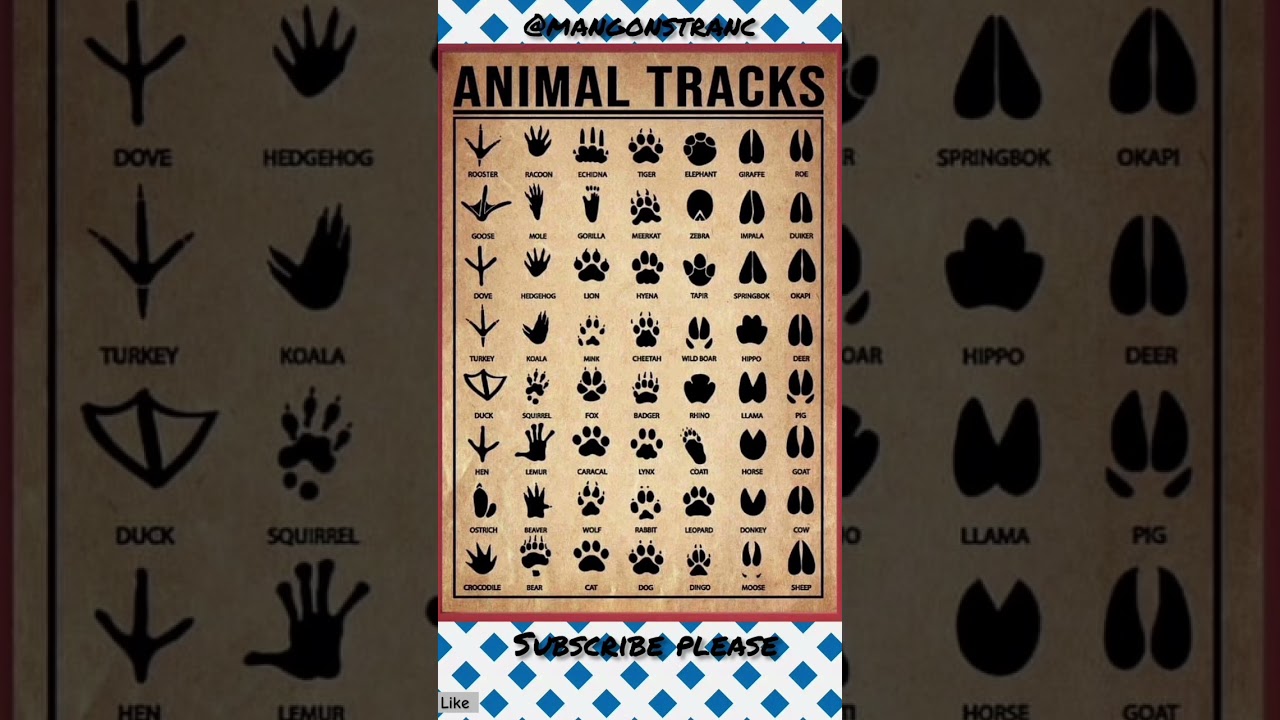 Whoud you know, the animal foot 👣 printes.