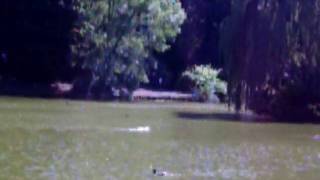 Max the Dog @ Laurelhurst Park