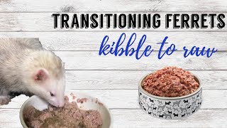 Watch me transition kibble fed ferrets to raw!