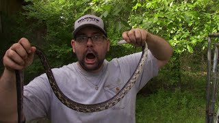 Backwoods Raised Snake Removal