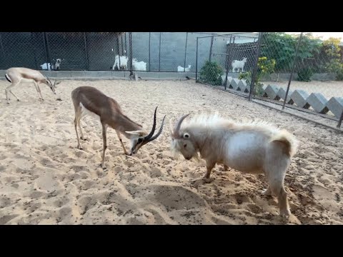 الغزال والماعز يتهاوشون 