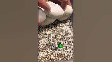 🐍Do you have a better solution to fix leaky eggs?🧪 #shorts #diy #molinarosnakelab #snakeegg #snake