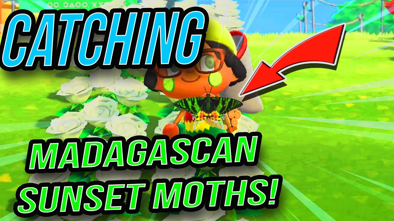 Catching the MADAGASCAN SUNSET MOTH How to Animal Crossing New