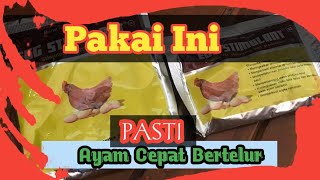 Ayam Cepat Bertelur - Pakai INi