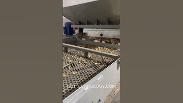 Sorting of walnut kernels. Vibro sieve 1000 kg/h