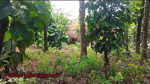 Misteri Hutan Jati Semarang yang suka terdengar musik Gamelan Jawa