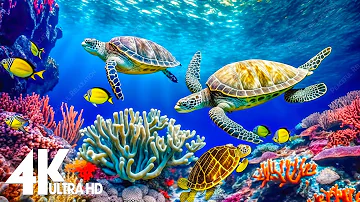 24 HOURS of 4K Turtle Paradise - Undersea Nature Relaxation Film + Sleep Relax Meditation Music