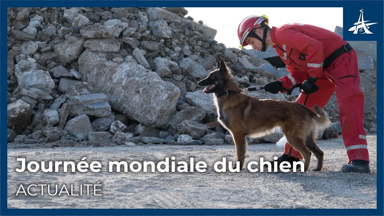 Journee mondiale du chien !