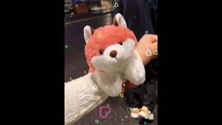 My good friend gave me a little fox plush that can lie on my hand. It's not too much, right
