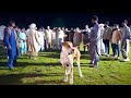 Best pakistani bully kutta pak gujjar group owner sardar fawad ali gujjarfmnewstv