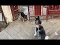 Husky Vs Germane shepherd || Dog can talk part 155 || Roxy Cheeni || Dog video || Review reloaded