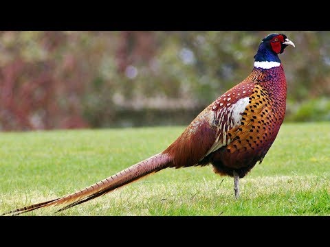 Ring-necked Pheasant |