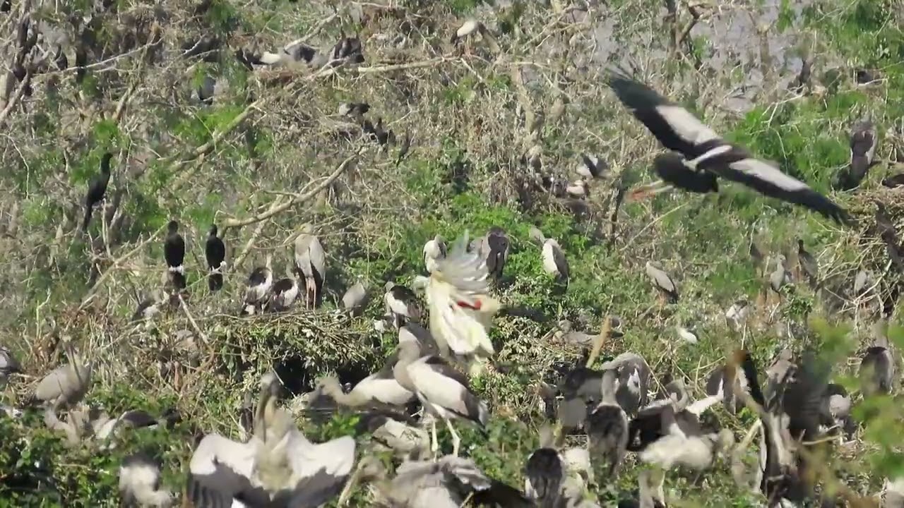 The life of crane amazing video#birds