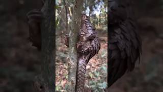 nature beautiful animal #animals #beautiful #wildanimals #viral #fyp #shorts #funny #unique #giant