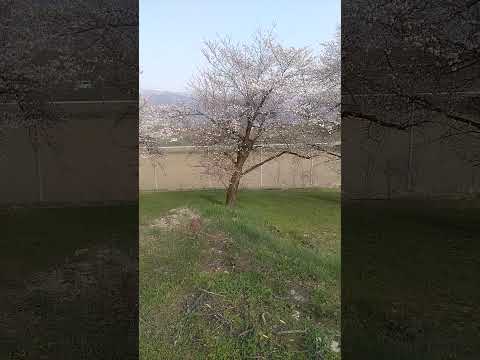 お花見しませんか? - YouTube