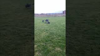 Dog Trips over Another While Playing