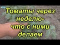 Томаты через неделю после высадки-что нужно сделать.