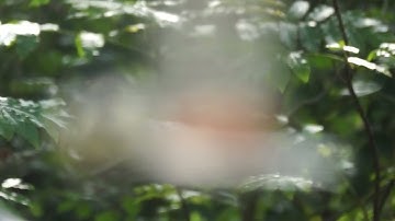 9 oktober 2025 - Koolmees met een (tijdelijke) pootbeperking.