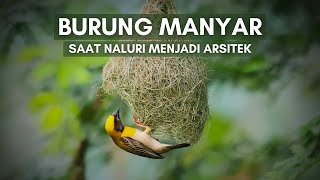 Burung Manyar : Arsitek Alam, Sang Penenun Sarang