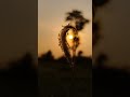 MOBILE PHOTOGRAPHY IDEAS #trending #mobile #photography #shorts #short #photography #video