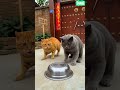 Ai funny cat short video #shorts #funny #trendingshorts #youtubeshorts #viralshorts