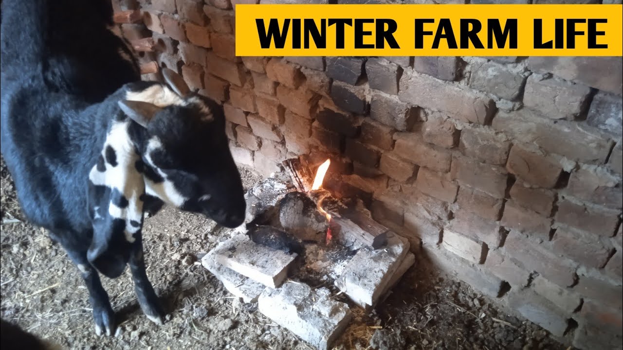 Goats Warming by the Fire on a Cold Winter Morning 🔥🐐” ✅ | Chambo junior 