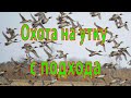 Охота на утку с подхода. Поиск перепела на полях Украины