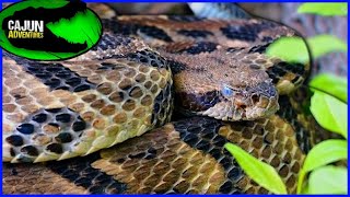 GRUMPY Swamp Rattlesnake!