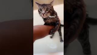 The funniest talk cat ever 😂 part 8 , try not to laugh #shorts