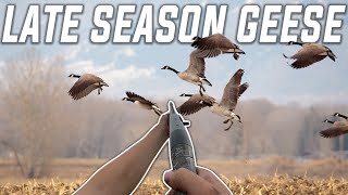 Fooling Late Season Geese! (5 man limit)