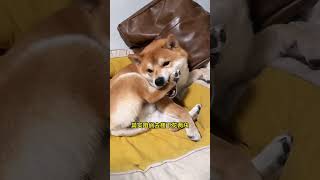 千万不要给狗狗这样吃鸡蛋狗狗新手养狗养狗经验分享养狗人