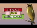 Masteran Pleci Nembak Paling Di Cari Langsung Respon Bunyi Mp3 - Mp4 Download