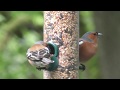 Loch of Lowes Small Birds 28. 06. 2017 Loch of Lowes Small Birds 28. 06. 2017