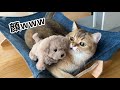 新しい家族を連れてこられた末っ子の反応がかわいすぎたww