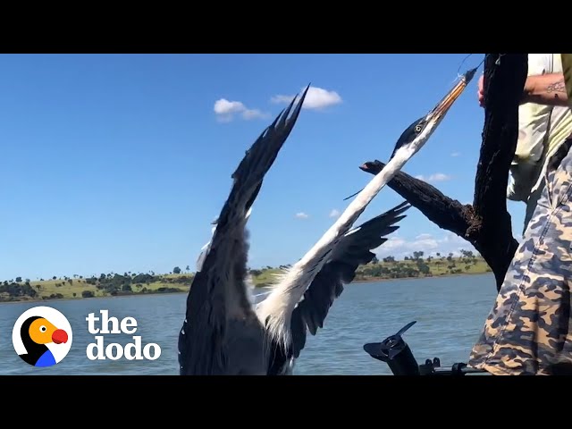 Heron Stuck On To A Tree In The Middle Of Nowhere Gets Rescued By Boaters | The Dodo class=