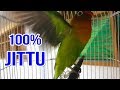 LIHAT...!!! Lovebird 100% LANGSUNG NGAMUK dan NYAUT dengan pancingan seperti ini