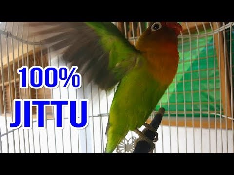 LIHAT...!!! Lovebird 100% LANGSUNG NGAMUK dan NYAUT dengan pancingan