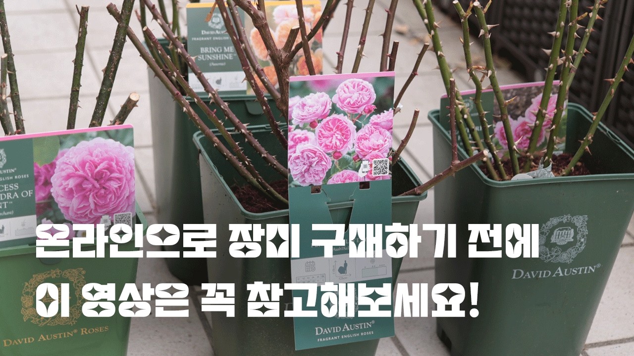 장미 묘목 온라인 쇼핑, 결제 전 ‘하루만’ 참으면 정원이 달라집니다.