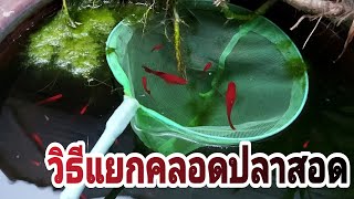 วิธีแยกคลอดให้ได้ลูกปลาสอดเยอะๆ Molly fish fry