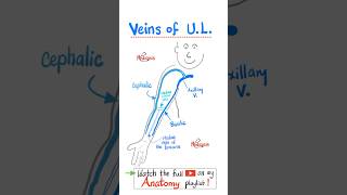 Veins of Upper Extremities (Upper Limbs) - Anatomy...#anatomy #physiology #biology #nurse #doctor