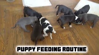 How We Feed Our American Pit Bully Puppies